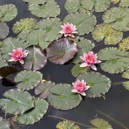 Und Kueche Mit Balkon Und Ausblick شقة *
